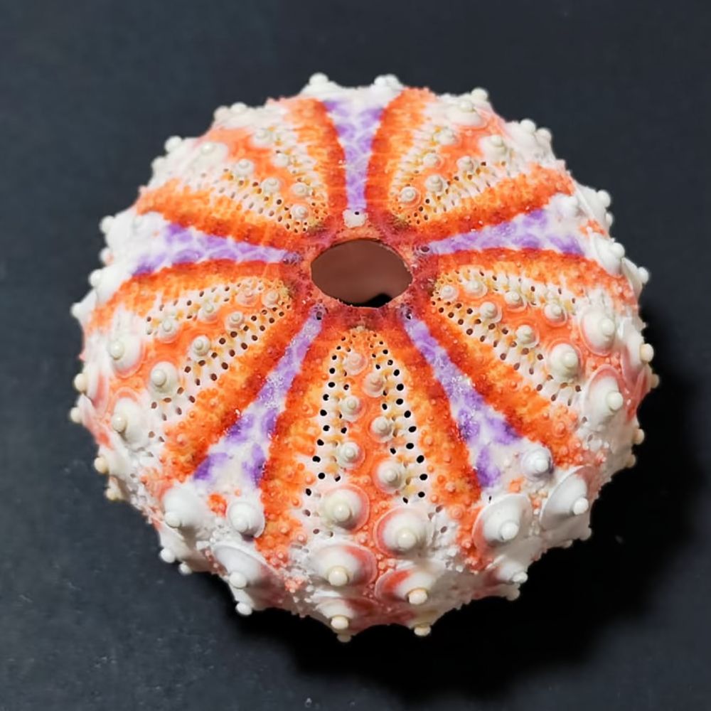 Aquarium Plant Holder - Sea Urchin Craft For For Zhuolangge