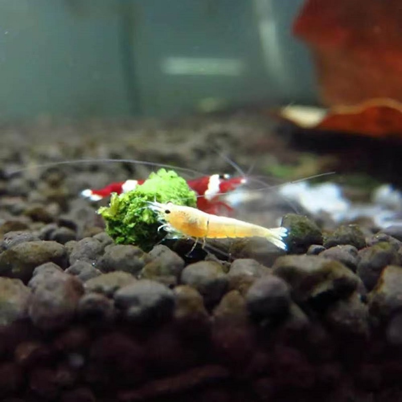 Spinach Shrimp Feed Ornamental - Aquarium Fertilizer ulasan dan harga