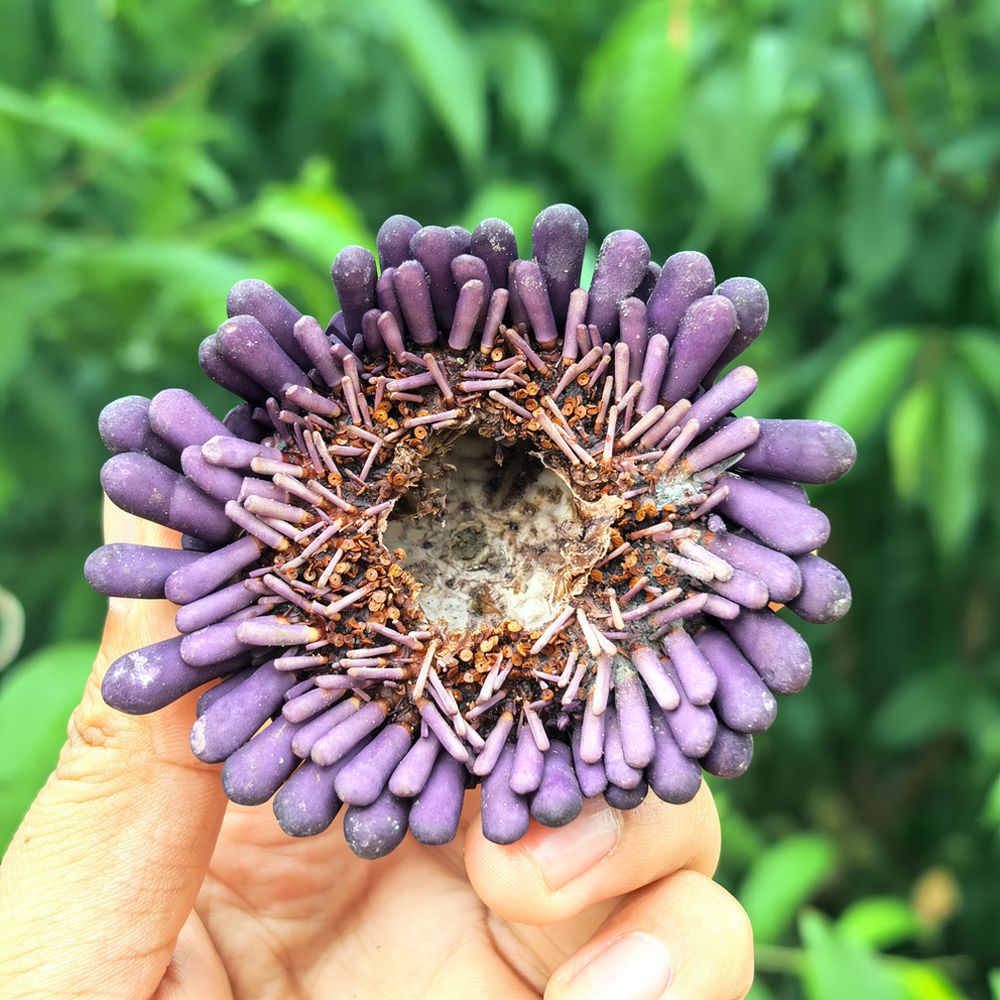 Sea Urchin Craft For For Zhuol - Aquarium Plant Holder ulasan dan harga