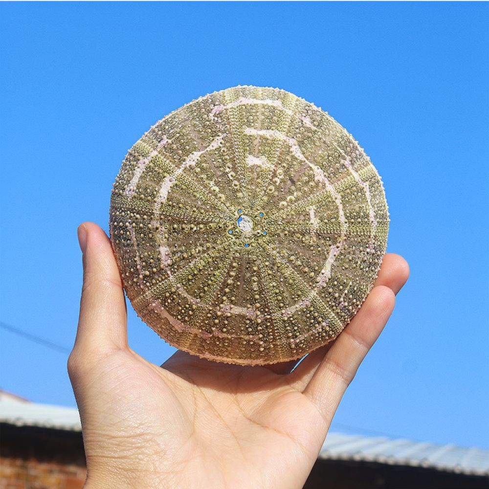 Sea Urchin Craft For For Zhuol - Aquarium Plant Holder ulasan dan harga