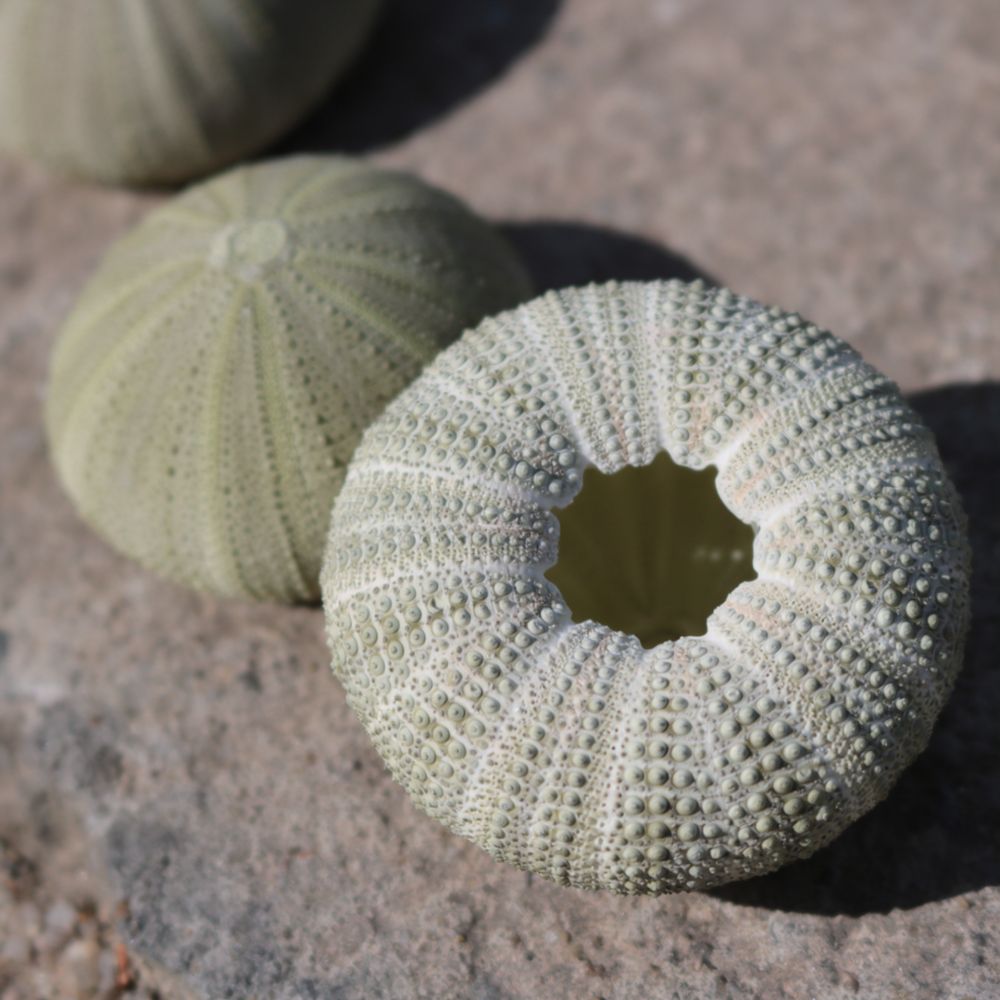 Sea Urchin Craft For For Zhuol - Aquarium Plant Holder ulasan dan harga