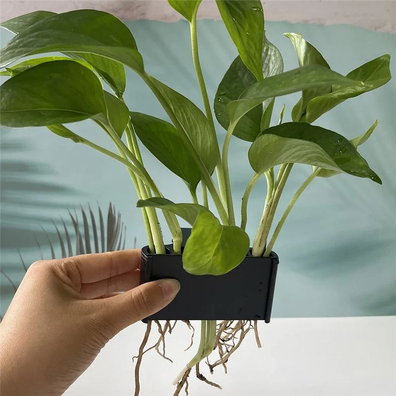 A04G-Aquarium Planter Aquarium - Live Plant Aquarium ulasan dan harga