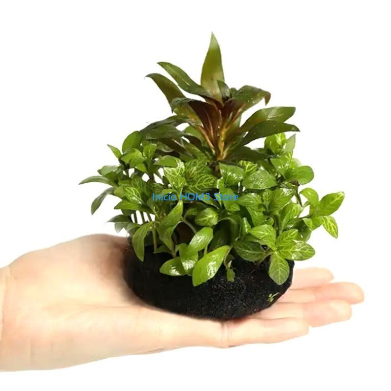 A5YD High Performances Aquariu - Aquarium Plant Substrate ulasan dan harga