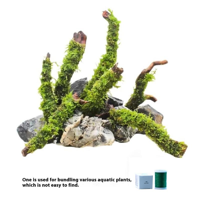 200M Naturally Degradable Moss - Aquarium Moss ulasan dan harga