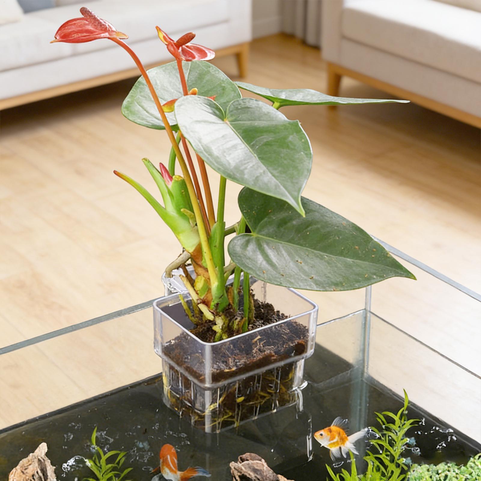 Transparent Hangable Aquarium  - Plant Aquarium Pot ulasan dan harga