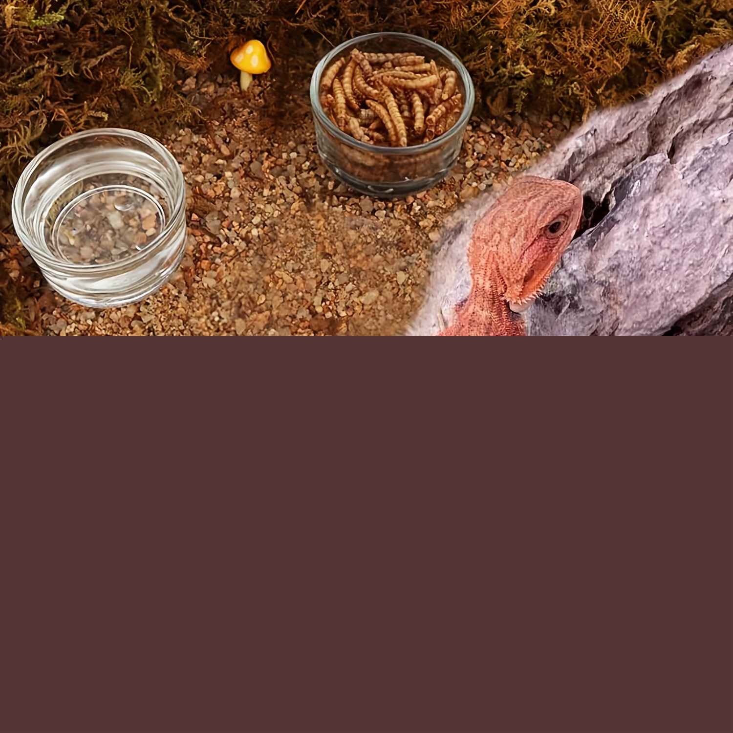 Glass Aquarium Mini Size Shrim - Aquarium Fertilizer ulasan dan harga