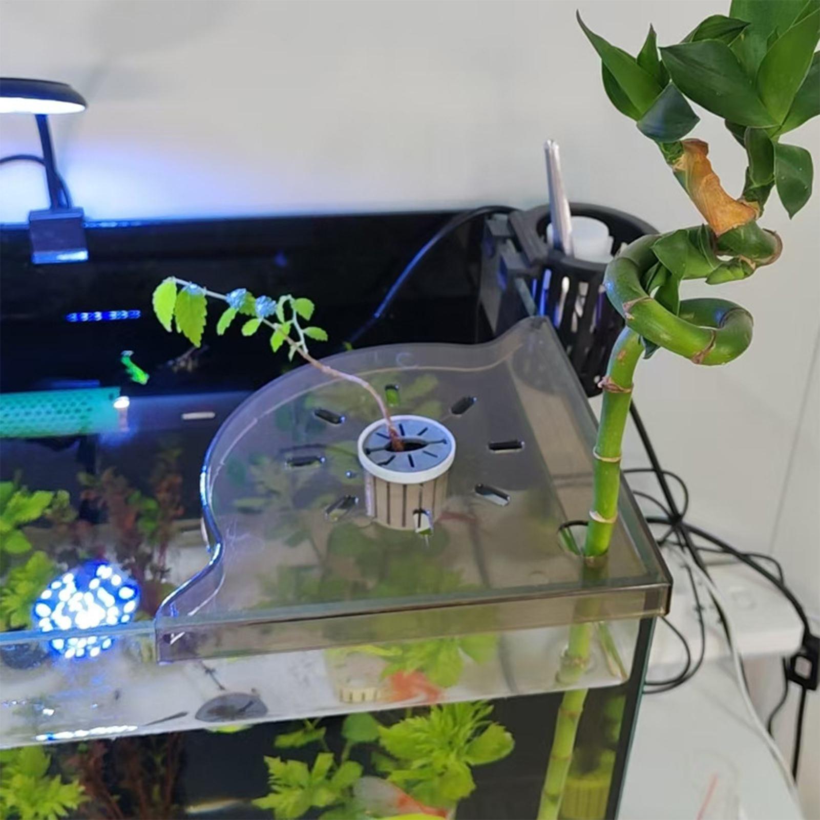 Triangle Fish Tank Corner Stor - Aquarium Plants Live ulasan dan harga
