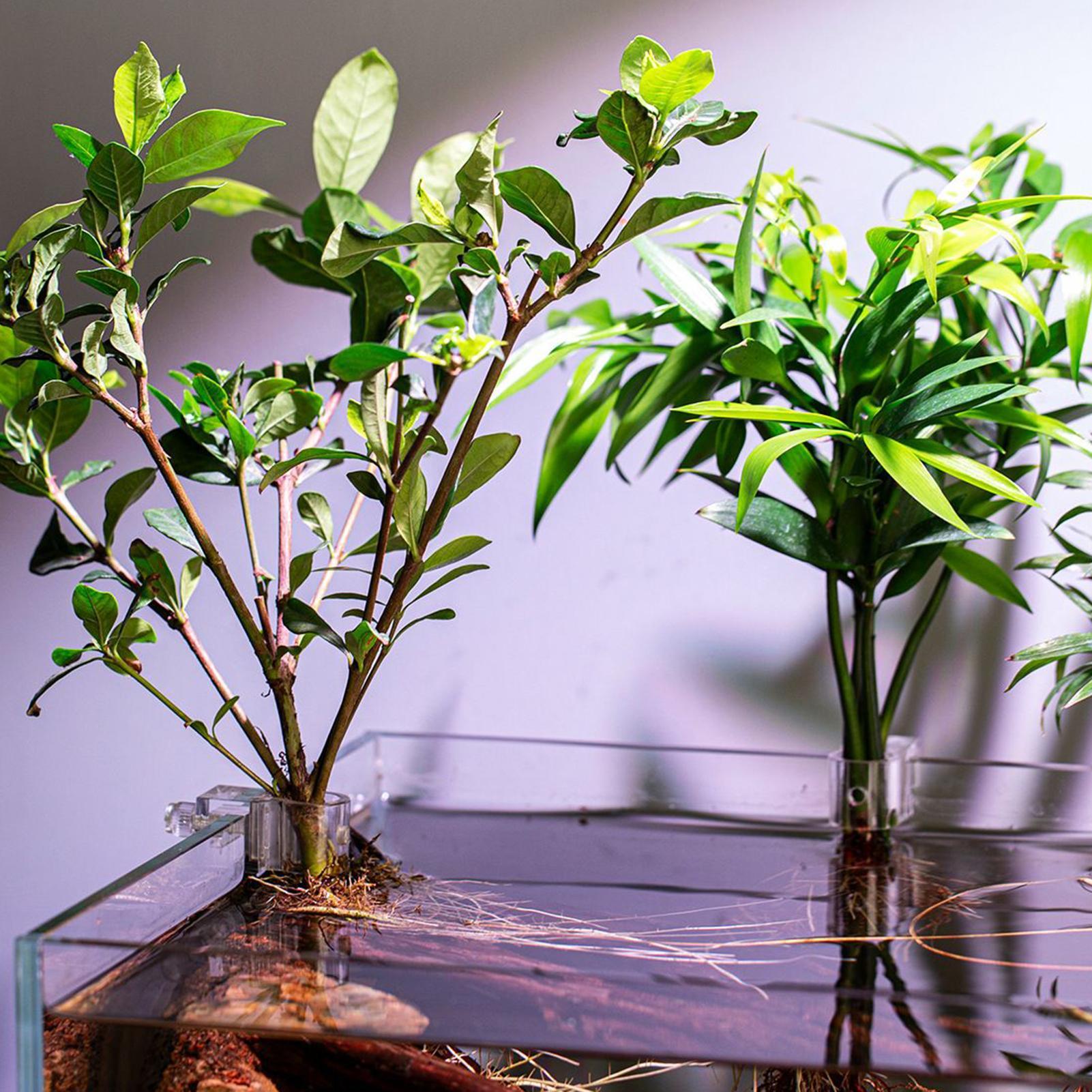 Mini Fish Tank Planter Pot 6Pc - Aquarium Fertilizer ulasan dan harga