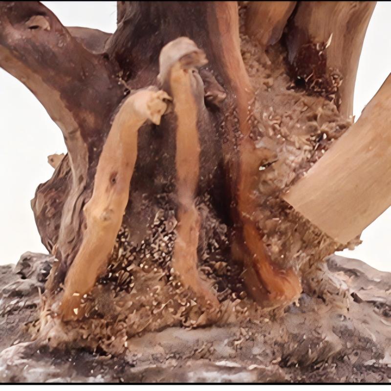 1PC Aquarium Landscaping Wood  - Aquarium Driftwood ulasan dan harga