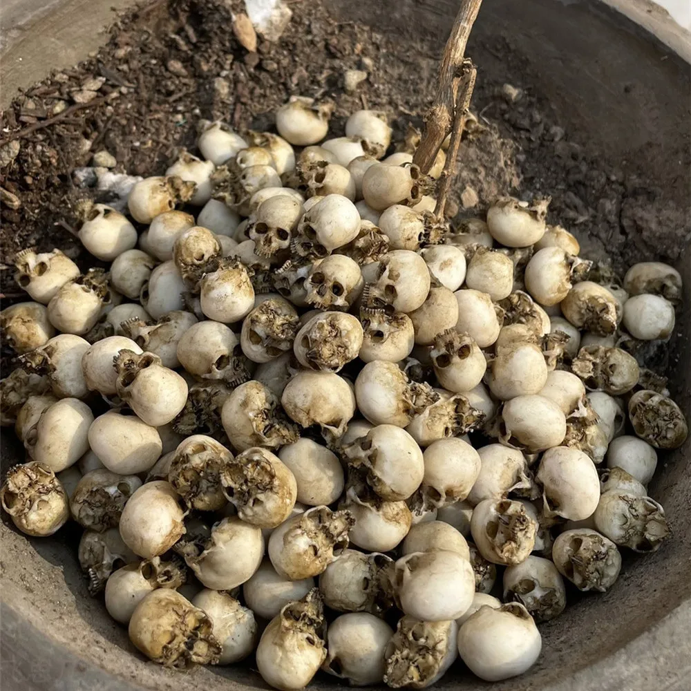Mini Skull High Quality Miniat - Planted Tank ulasan dan harga