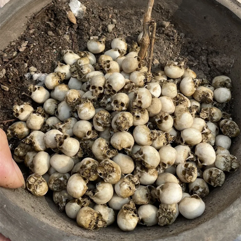 Mini Skull High Quality Miniat - Planted Tank ulasan dan harga