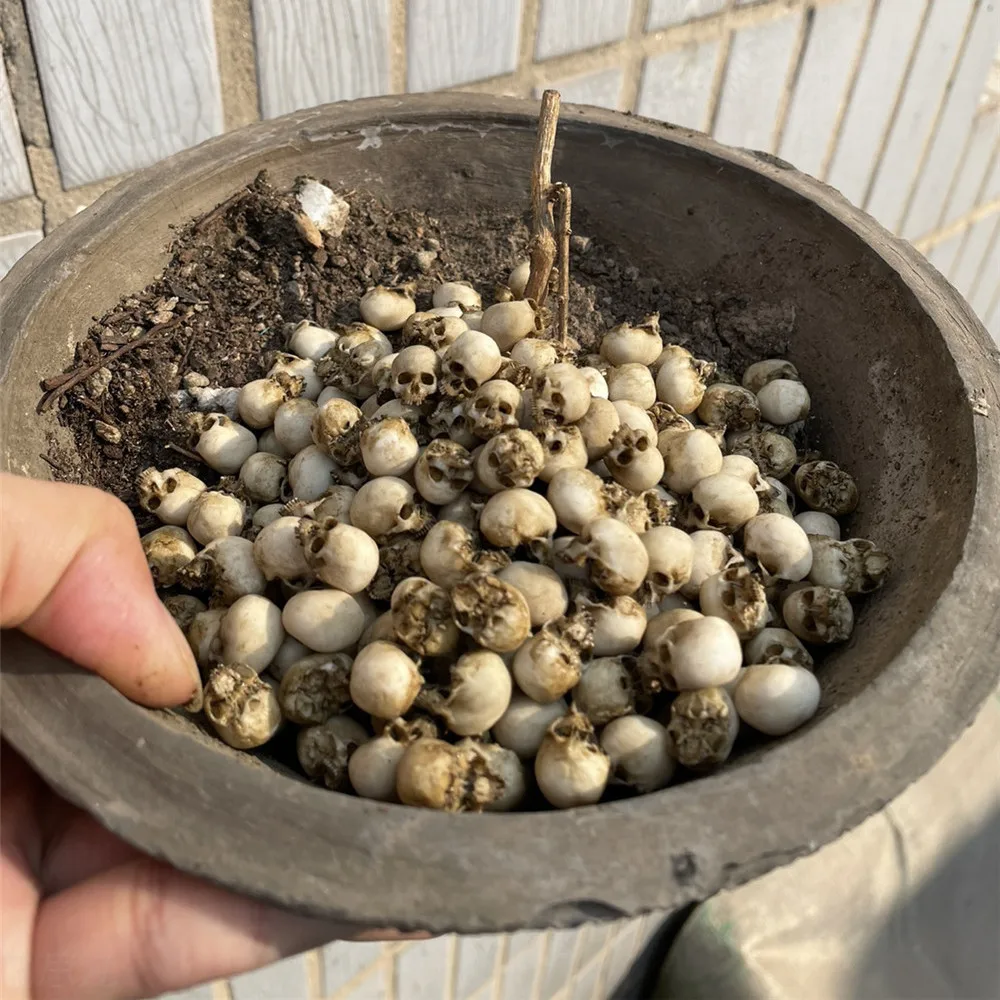 Mini Skull High Quality Miniat - Planted Tank ulasan dan harga