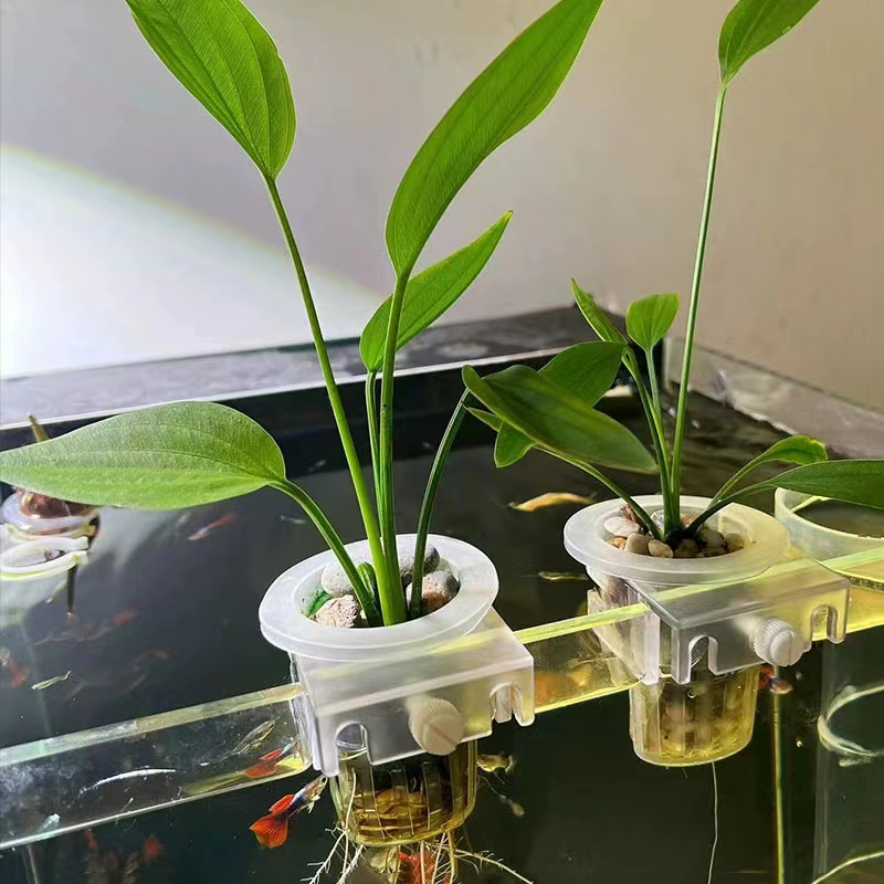 Aquarium Planting Basket Hydro - Aquarium Plants Live ulasan dan harga