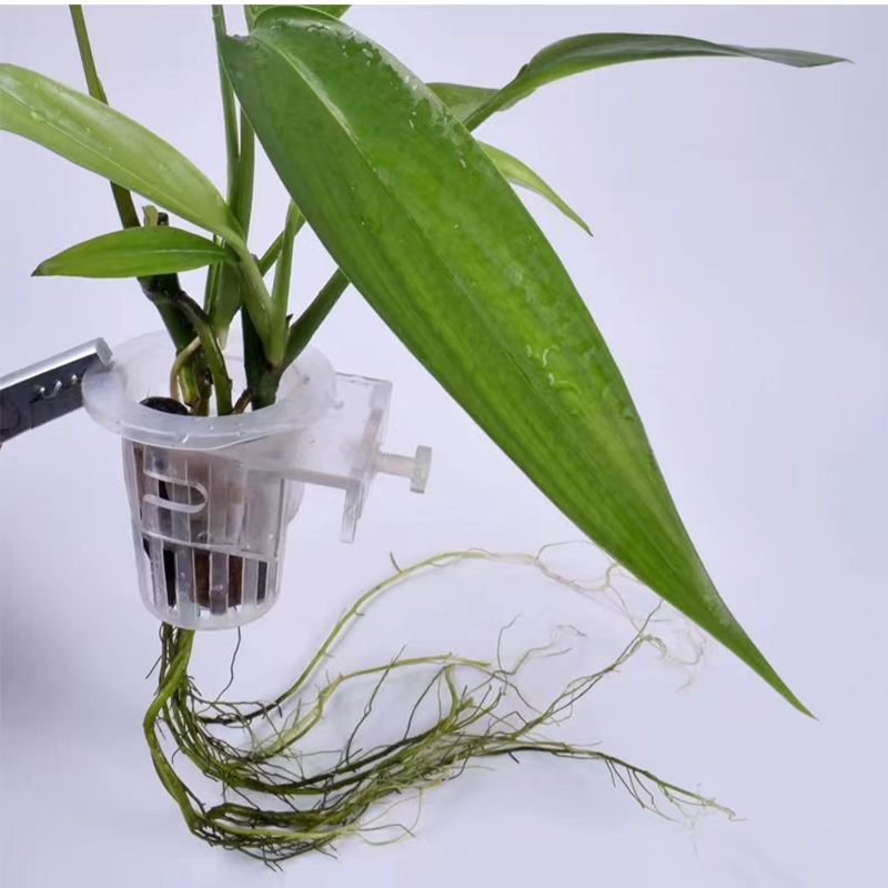 Aquarium Planting Basket Hydro - Aquarium Plants Live ulasan dan harga
