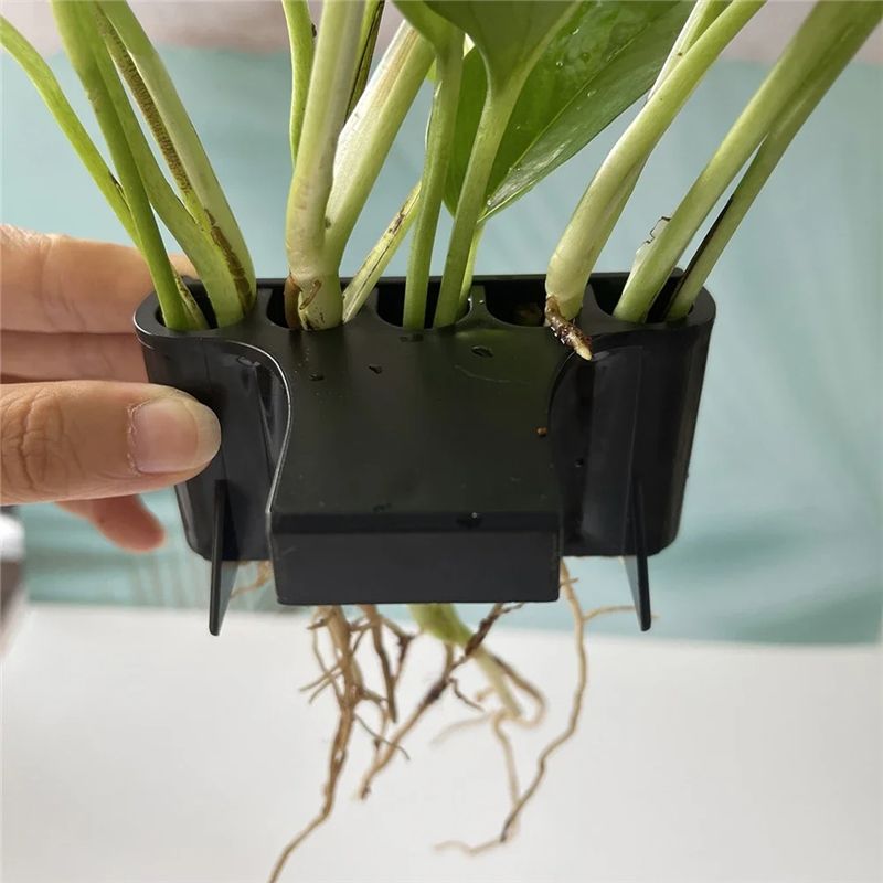 THIVN-Aquarium Planter Aquariu - Live Plant Aquarium ulasan dan harga